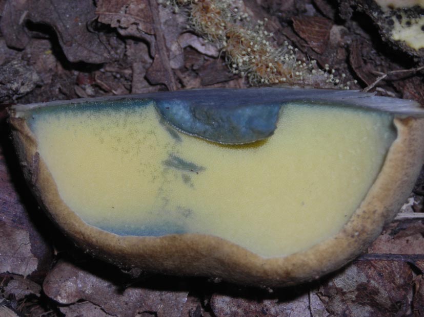 Boletus satanas?